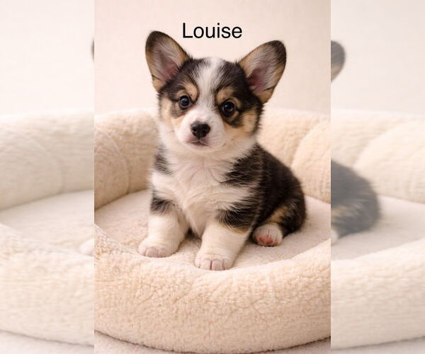 Medium Photo #1 Mutt Puppy For Sale in Studio City, CA, USA