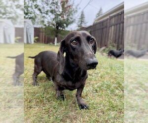 Dumpling - Female Dachshund Dog for Adoption - Photo #3