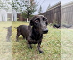 Small Photo #3 Dachshund Puppy For Sale in St. Louis Park, MN, USA