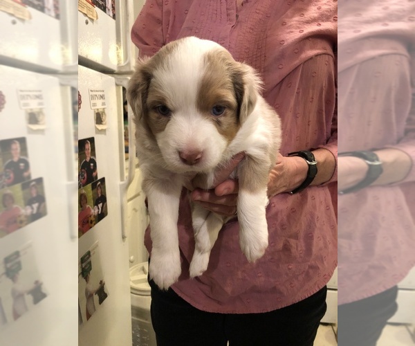 Medium Photo #1 Miniature Australian Shepherd Puppy For Sale in BOULDER, CO, USA