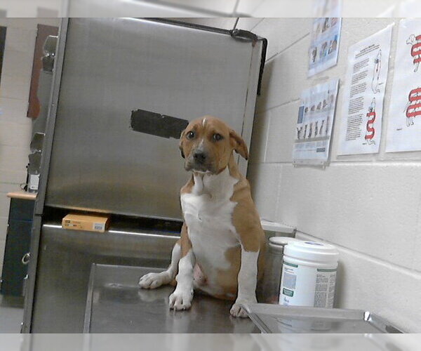 Medium Photo #1 Labrador Retriever-Unknown Mix Puppy For Sale in Fayetteville, NC, USA