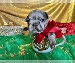 Small Photo #37 French Bulldog Puppy For Sale in HAYWARD, CA, USA