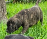 Puppy 1 Cane Corso-Mastiff Mix