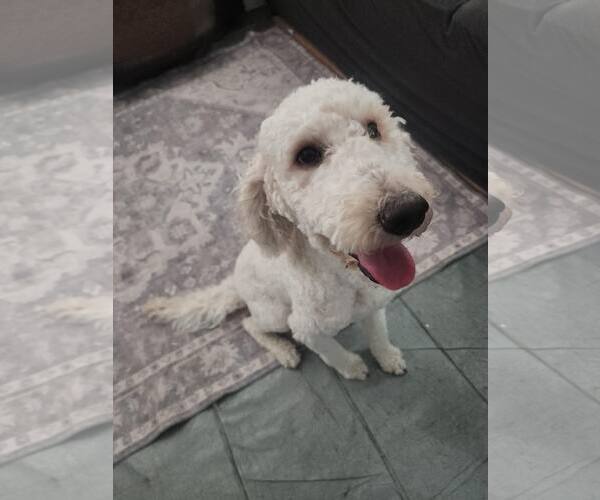 Medium Photo #2 Poodle (Standard)-Unknown Mix Puppy For Sale in Turlock, CA, USA