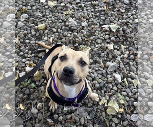 Poppyseed - Female Mutt Dog for Adoption - Photo #5