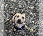 Small Photo #5 Mutt Puppy For Sale in Crete, IL, USA