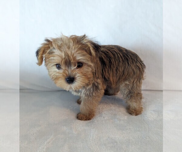 Medium Photo #7 Yorkshire Terrier Puppy For Sale in ESTERO, FL, USA