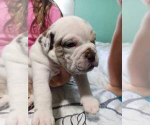 Olde English Bulldogge Puppy for sale in HOPKINSVILLE, KY, USA