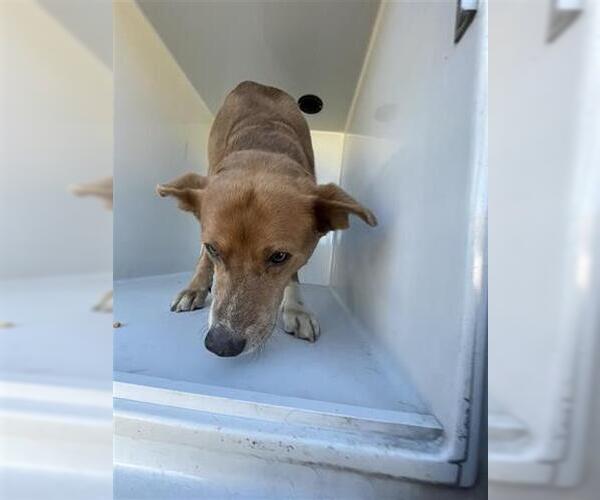 Medium Photo #1 Carolina Dog-Unknown Mix Puppy For Sale in Houston, TX, USA