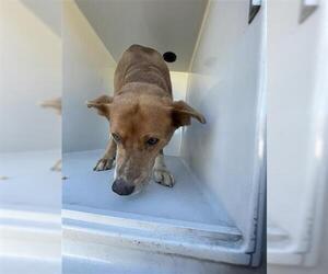 Carolina Dog-Unknown Mix Dogs for adoption in Houston, TX, USA