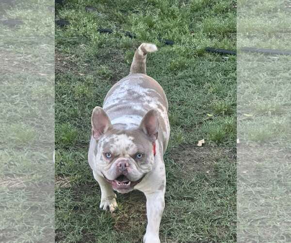 Medium Photo #1 Bull Terrier Puppy For Sale in Jackson Township, NJ, USA