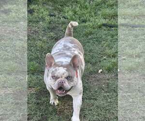 Bull Terrier Dogs for adoption in Jackson Township, NJ, USA