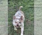 Small Bull Terrier