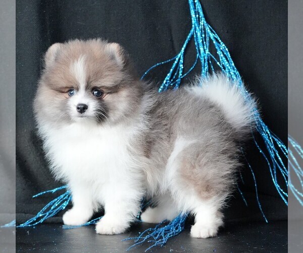 Medium Photo #8 Pomeranian Puppy For Sale in ROCK VALLEY, IA, USA