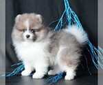 Small #7 Pomeranian