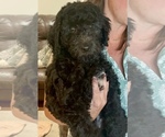 Small #3 Aussiedoodle-Labradoodle Mix