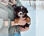 Puppy Onyx Miniature Australian Shepherd