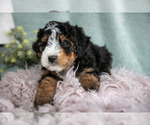 Small Photo #4 Bernedoodle (Miniature) Puppy For Sale in PARADISE, PA, USA