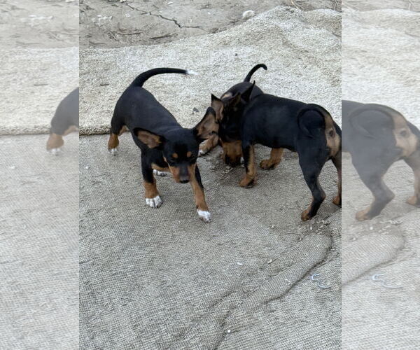 Medium Photo #3 Chipin Puppy For Sale in Woodland, CA, USA