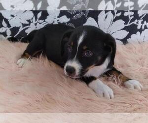 Border Collie-Miniature Australian Shepherd Mix Puppy for sale in FREDERICKSBG, OH, USA