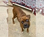 Small Photo #3 Boxer Puppy For Sale in Austin, TX, USA