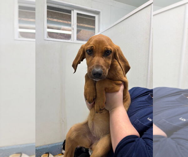 Medium Photo #1 Mutt Puppy For Sale in Emmett, ID, USA