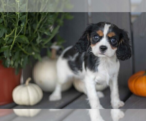 Medium Photo #2 Cavalier King Charles Spaniel Puppy For Sale in MILLERSBURG, OH, USA