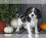 Small #1 Cavalier King Charles Spaniel