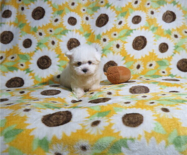 Medium Photo #2 Maltese Puppy For Sale in COOKEVILLE, TN, USA