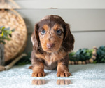 Puppy Astro Dachshund