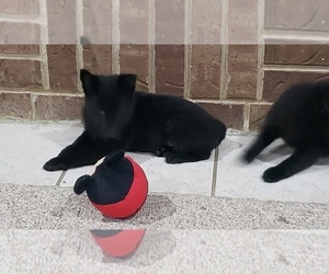 Schipperke Puppy for sale in WOODWARD, OK, USA