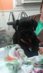 Schnauzer (Miniature) Puppy for sale in WOOSTER, OH, USA