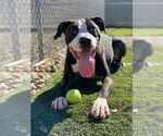 Small #3 American Pit Bull Terrier