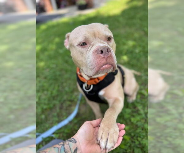 Medium Photo #1 Bulldog-Unknown Mix Puppy For Sale in Matawan, NJ, USA