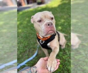 Bulldog-Unknown Mix Dogs for adoption in Matawan, NJ, USA
