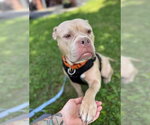 Small Bulldog Mix