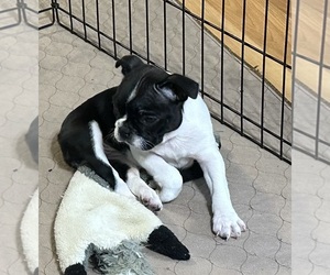Boston Terrier Puppy for sale in GLOUCESTER, VA, USA