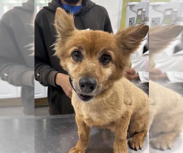 Medium Photo #1 Pomeranian-Unknown Mix Puppy For Sale in Forestville, MD, USA