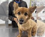 Small Pomeranian Mix