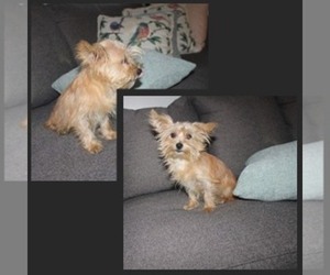 Havanese-Mi-Ki Mix Puppy for Sale in THAYER, Kansas USA