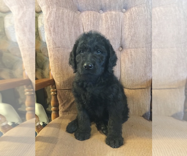 Medium Photo #5 Labradoodle Puppy For Sale in CHETEK, WI, USA
