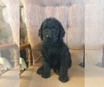 Small Photo #5 Labradoodle Puppy For Sale in CHETEK, WI, USA