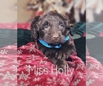 Small Photo #20 Goldendoodle Puppy For Sale in GOLDEN CITY, MO, USA