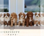Small #1 Goldendoodle (Miniature)