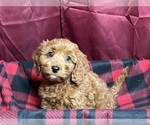 Small Photo #3 Cavapoo Puppy For Sale in DUNDEE, OH, USA
