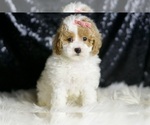 Small #5 Maltipoo