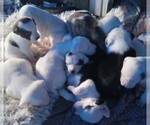 Small Photo #43 American Pit Bull Terrier-Labrador Retriever Mix Puppy For Sale in MOORESBORO, NC, USA