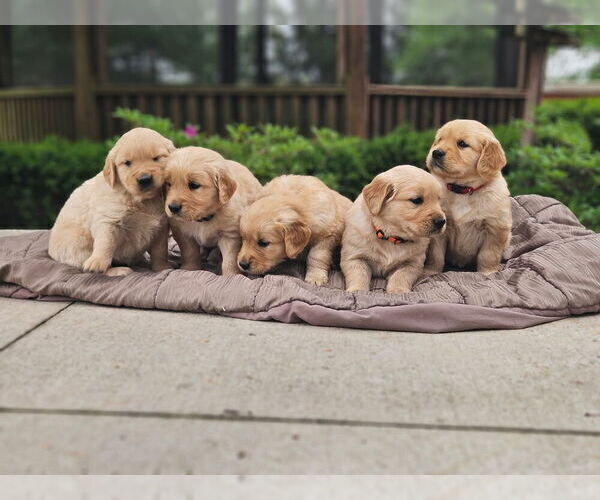 Medium Photo #3 Golden Retriever Puppy For Sale in PRINCEVILLE, IL, USA