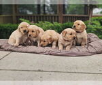 Small #2 Golden Retriever