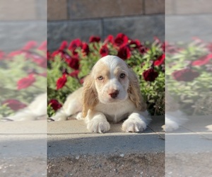 Cocker Spaniel Puppy for sale in CANOGA, NY, USA